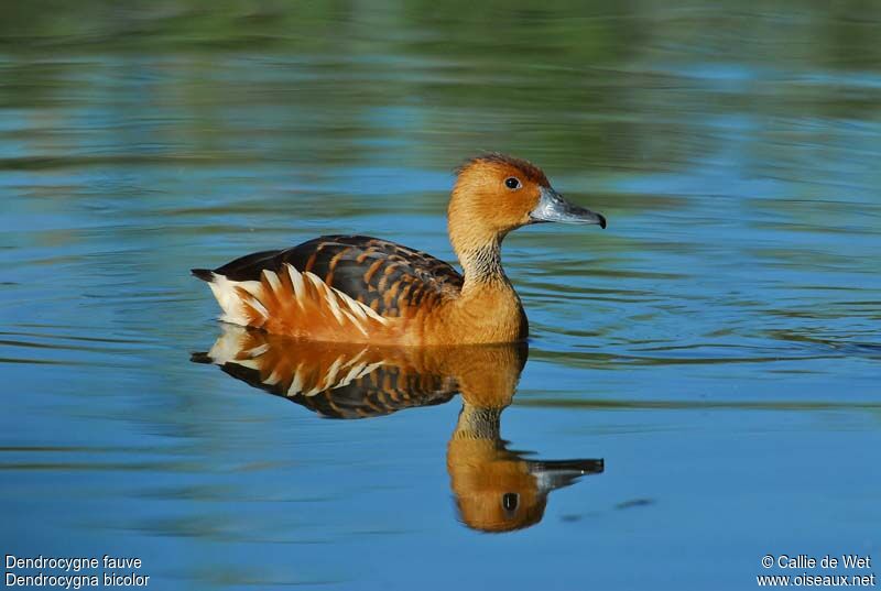 Dendrocygne fauveadulte