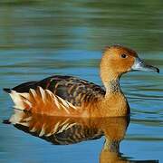 Dendrocygne fauve