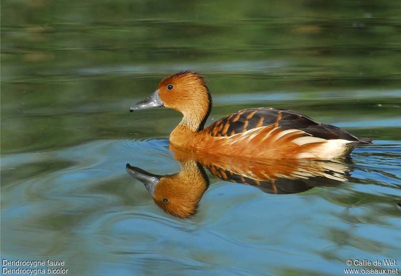 Fulvous Whistling Duckadult