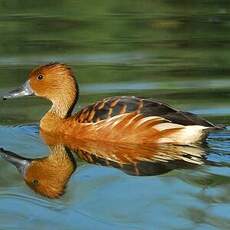 Dendrocygne fauve