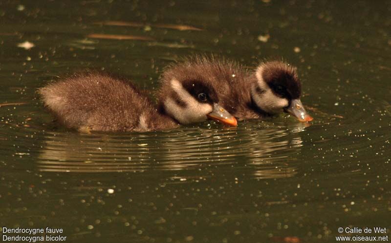 Fulvous Whistling Duckjuvenile