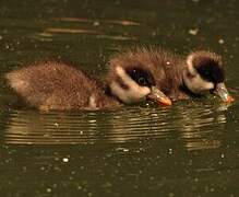 Dendrocygne fauve