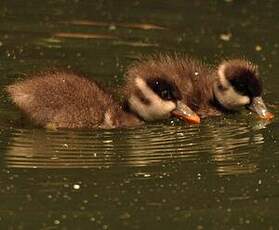 Dendrocygne fauve