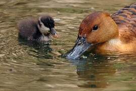 Fulvous Whistling Duck