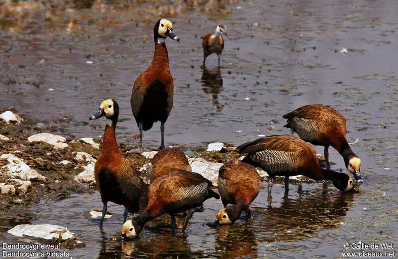 White-faced Whistling Duckadult