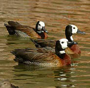 White-faced Whistling Duck