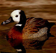 White-faced Whistling Duck