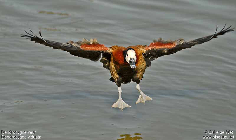 Dendrocygne veufadulte