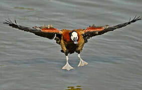 White-faced Whistling Duck