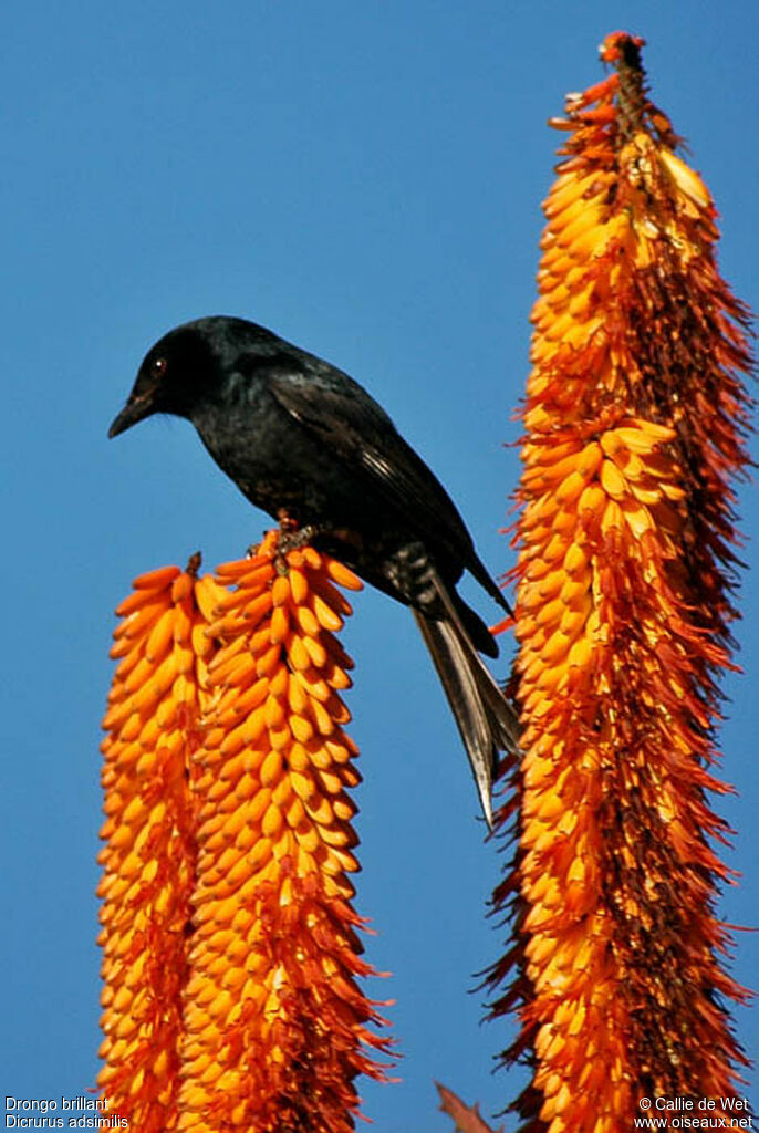 Drongo brillant mâle adulte