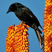 Fork-tailed Drongo