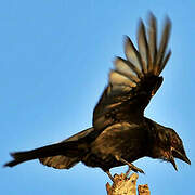 Fork-tailed Drongo