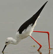 Black-winged Stilt