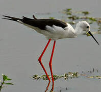 Black-winged Stilt