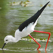 Black-winged Stilt