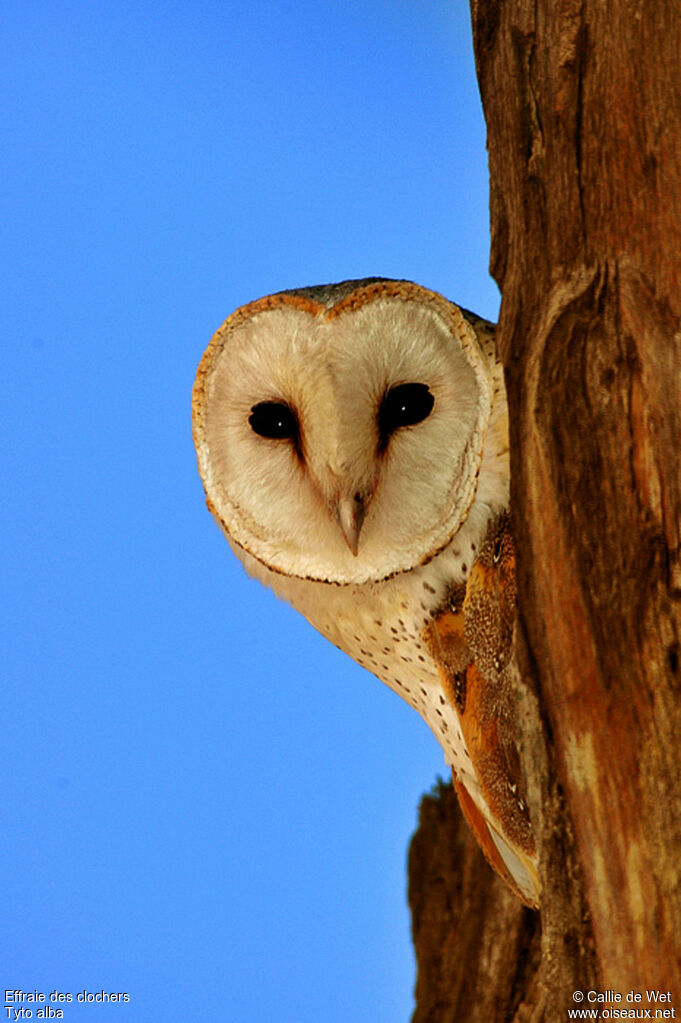 Western Barn Owl