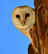 Western Barn Owl