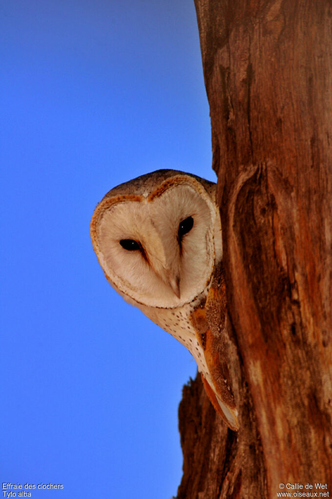 Western Barn Owl