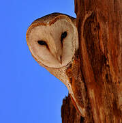 Western Barn Owl