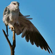 Black-winged Kite