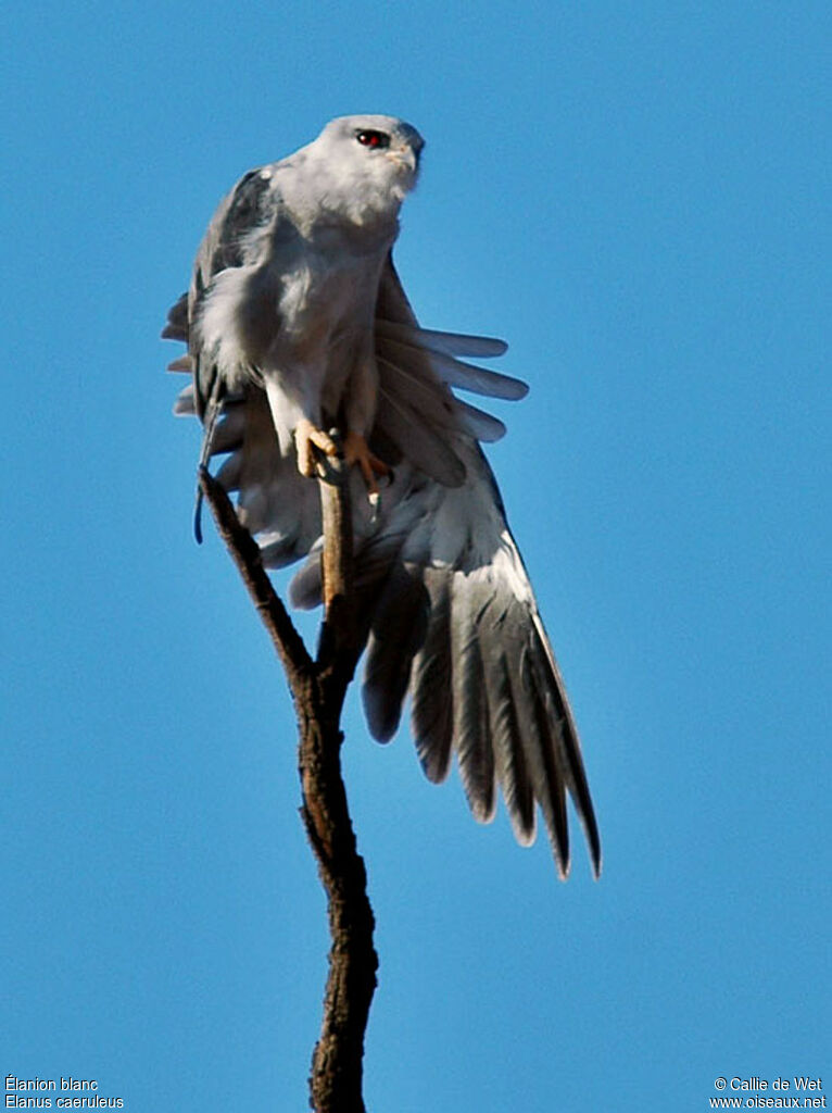 Black-winged Kiteadult