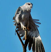 Black-winged Kite