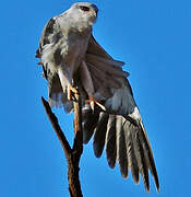 Black-winged Kite