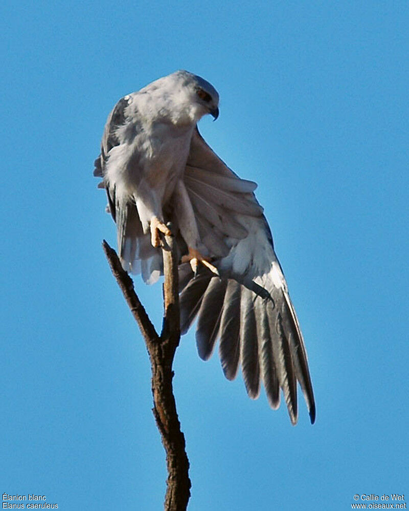 Black-winged Kiteadult