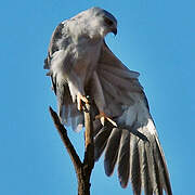 Black-winged Kite