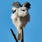 Black-winged Kite