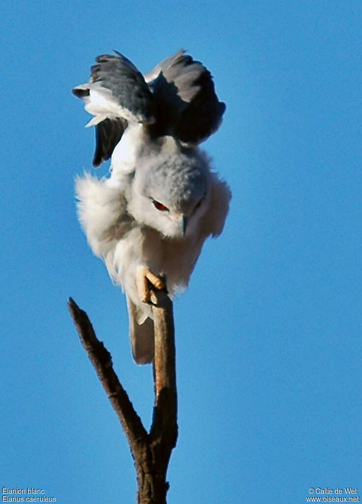 Black-winged Kiteadult