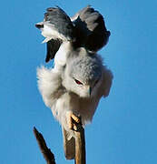 Black-winged Kite