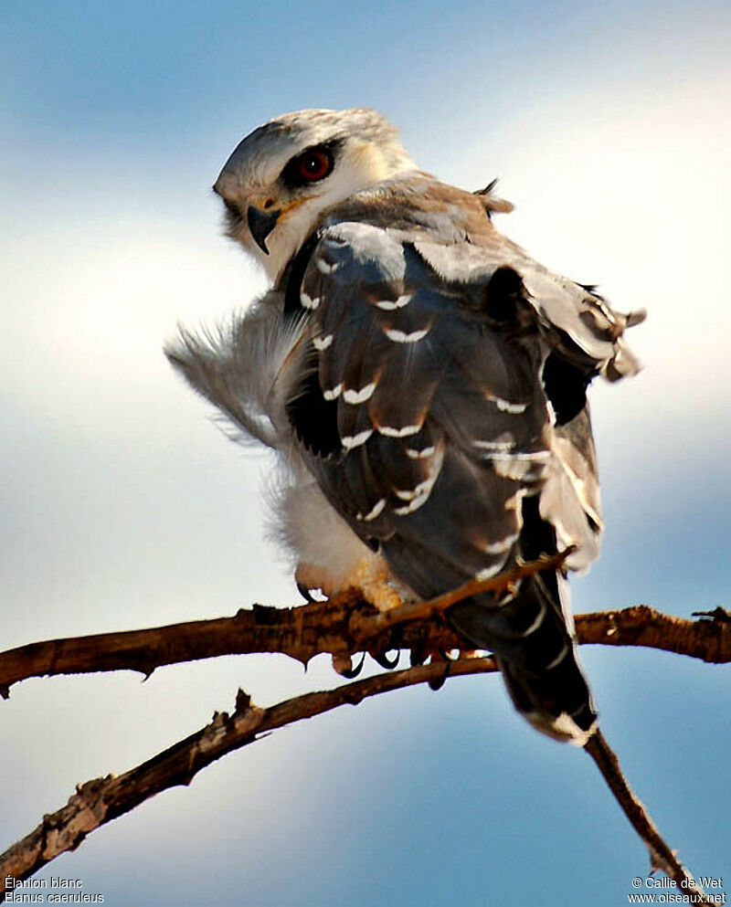 Black-winged Kitejuvenile