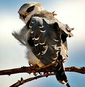 Black-winged Kite