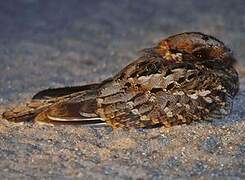 Rufous-cheeked Nightjar