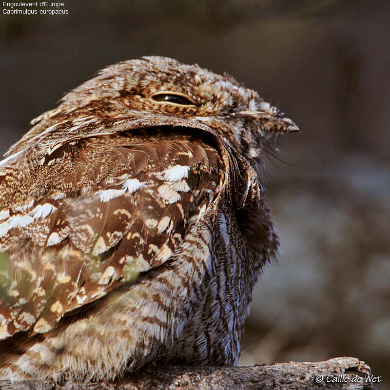 European Nightjar