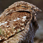 European Nightjar