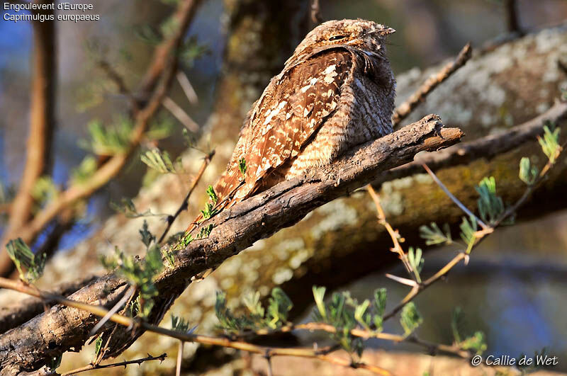 European Nightjar