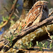 European Nightjar