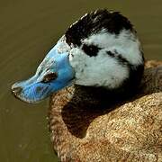 White-headed Duck