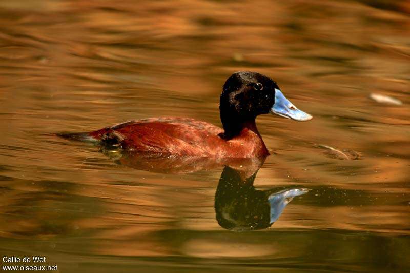 Maccoa Duck male adult breeding