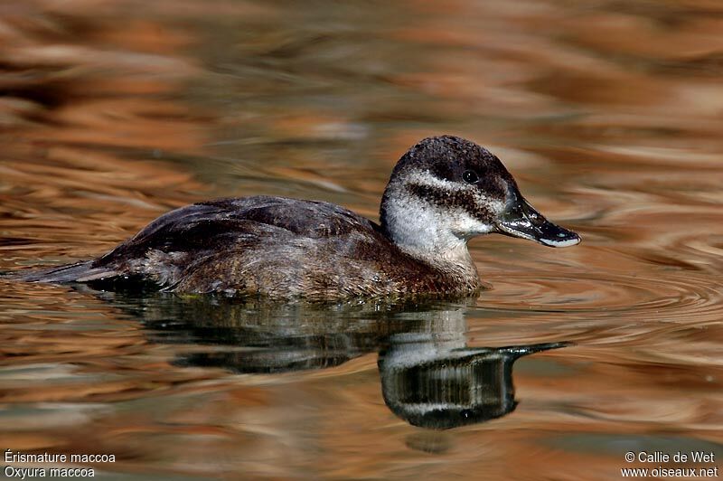 Maccoa Duck male adult post breeding