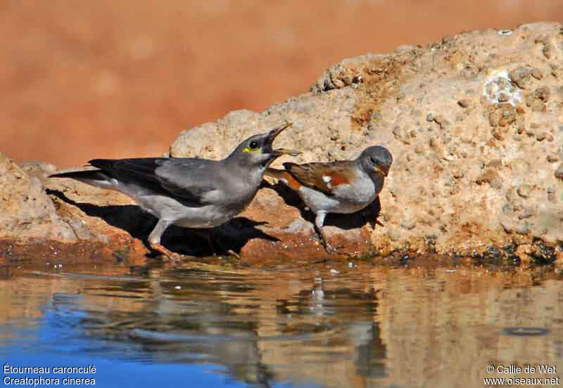 Wattled Starling