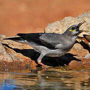 Wattled Starling