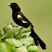 White-winged Widowbird