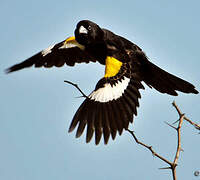 White-winged Widowbird