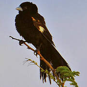 Fan-tailed Widowbird