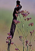 Long-tailed Widowbird