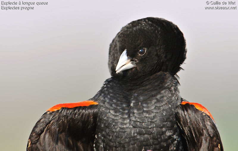 Long-tailed Widowbird male adult