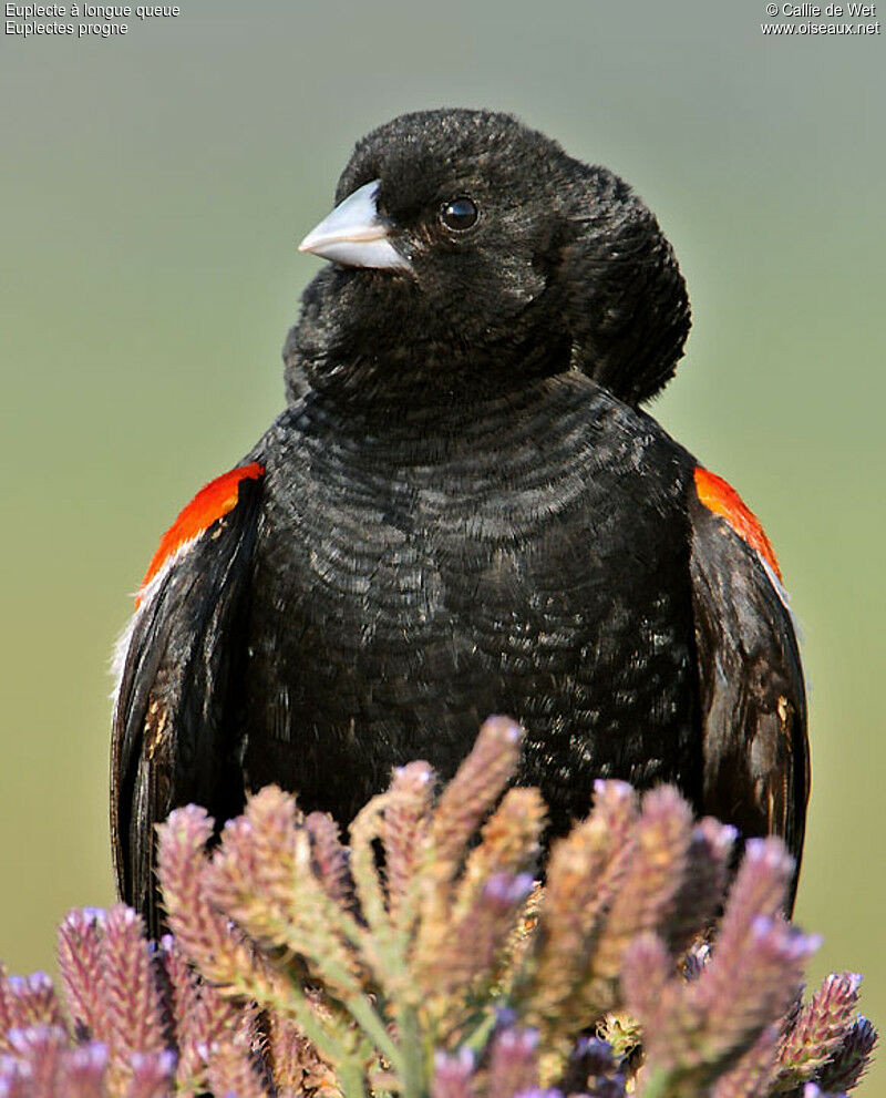 Long-tailed Widowbird male adult